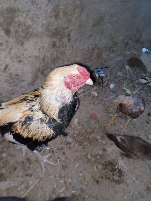 Aseel Fertile Eggs for Sale 17