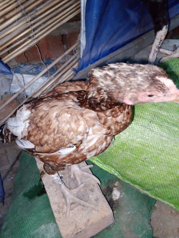 Aseel Fertile Eggs for Sale 19