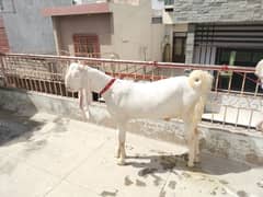 gulabi khassi Bakra for sale 2 dant