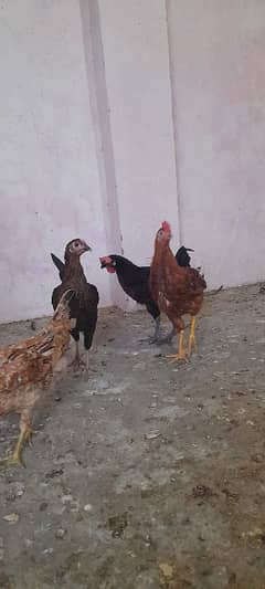 For Sale