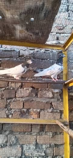 ferozpuri Male and teddy breedr female