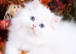 Persian cat baby