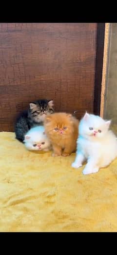 Persian cat for sale male or female my WhatsApp 03350719681