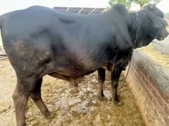 OX for Sale