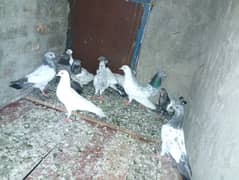 aseel
