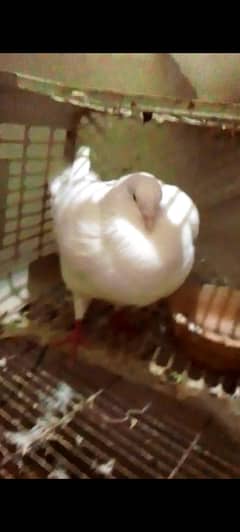 king pigeon