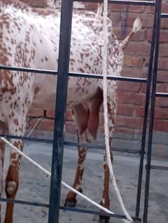 Makhi cheeni Desi Bakri