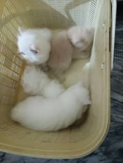 sales