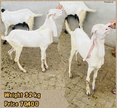 bakra