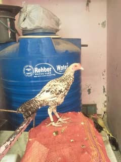 3 murgha murghi sell contact