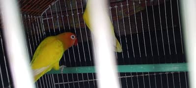 parrot sale