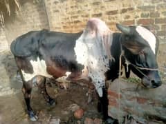 bull for sale