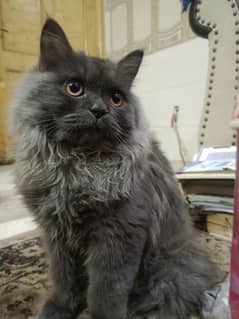 Grey Persian cat with free eating bowl and litter box sale in Peshawar