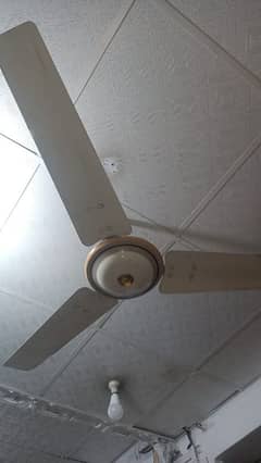 royal fan