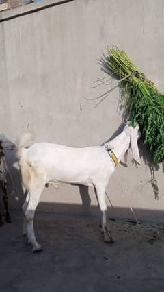 Goats for sale. Ready for Qurbani. (2 Daant). Please call for inquiries