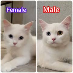 Cats Breed _ Turkish Angora Price _ 60k