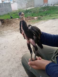 thai aseel chicks age two months