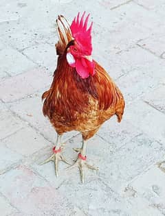 3 Murghian Ande b deti hain 1 Murgha