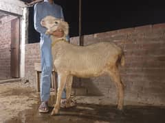 1bakra,1chatra,2bhairain ph no 03219430612