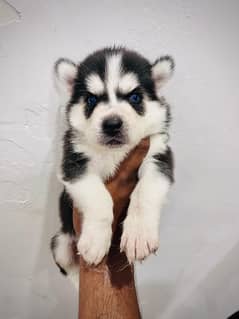 Siberian