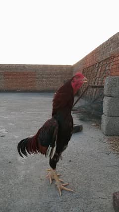 Aseel murga for sale