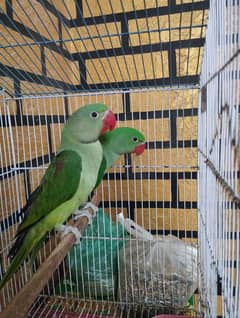 pahari parrot pair