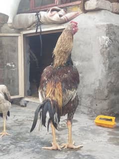 aseel murga for sale