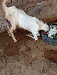 Qurbani ka Bakra