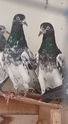 2500 pr piece ha pigeon kabutar