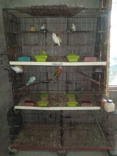 love bird and cage for sale