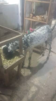 andal bakra 14 month age make che ft. ne nasal