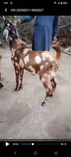 Bakra