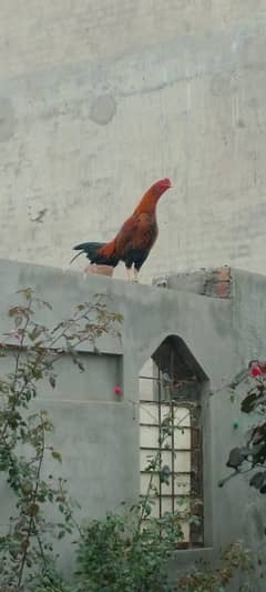 Aseel mianwali pair