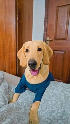 Labrador Dog Male 1.5 Years