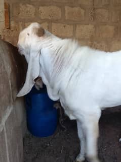 gulabi breeder