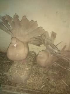Brown Tail pigeons