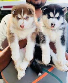 husky male / female puppies/03234414509 WhatsApp