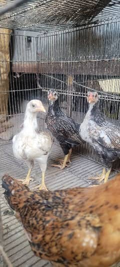 Pure Aseel lasani Chicks for sale