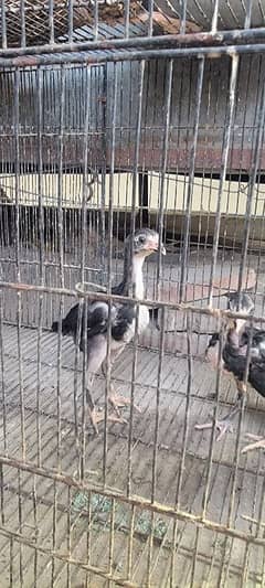 Pure Aseel lasani Chicks for sale