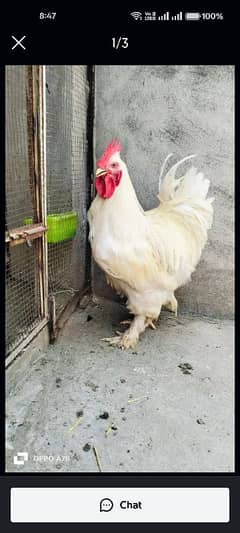 white heavy buff male