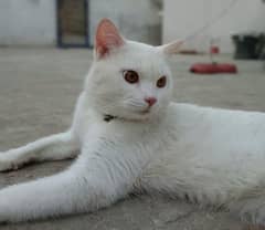 For sale in Bahawalpur.