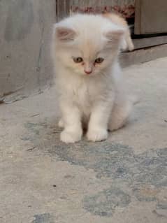 QUALITY PERSIAN KITTENS AVAILABLE