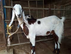 Qurbani