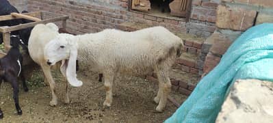 qurbanii k liya ghr k paly howy bakry or chatry for sale