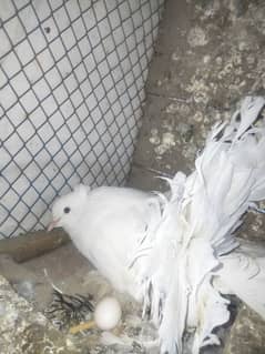 American Fantail Females For Sale