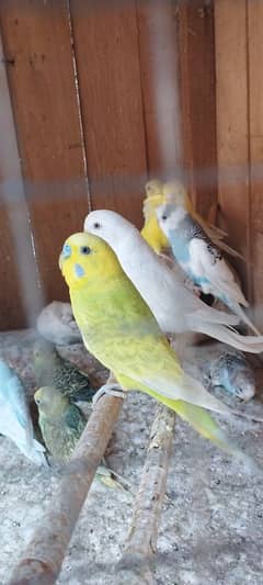Australian parrots