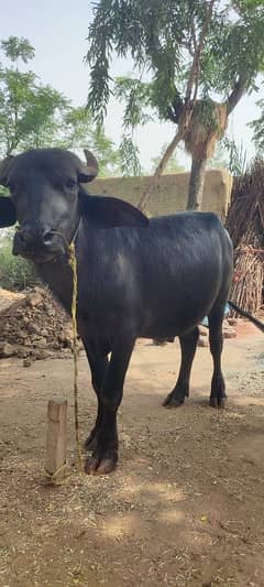buffalo