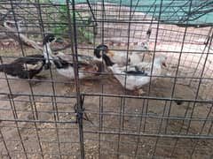 ducks