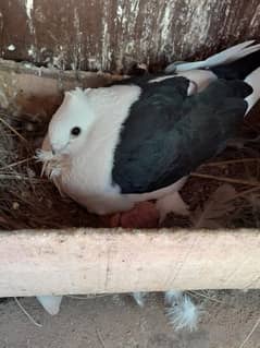 sentinent breder pair with 2 chicks