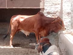 Desi Cow | فتح جھنگي | desi cow Qurbani | Bachra for sale